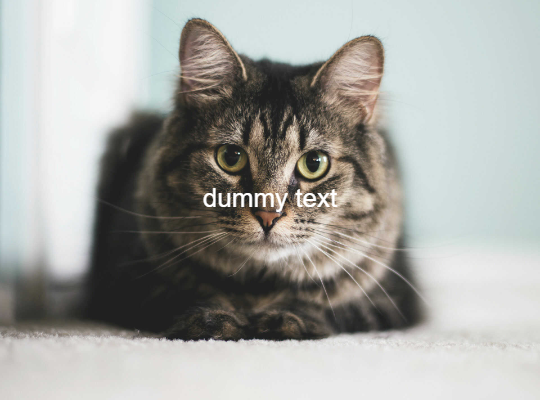 websiteplanet-dummy-540X400-(3).png